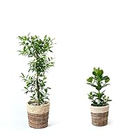 Amazon｜観葉植物 本物 8号+6号セット アレカヤシ8号・ クルシア