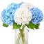 White and Blue