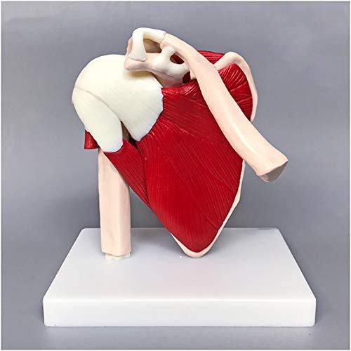 Sjdopulse A Shoulder Joint Model With Muscle - Medical Natomical Human Shoulder Joint Model With Ligament Muscle Skeleton Clavicle Humerus For Study Teaching (A)