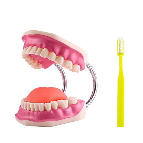 YOUYA DENTAL Large Anatomical Teeth Model Dentist Teaching Oral Hygiene Care Model with Toothbrush 8.66 * 5.9 * 5.5 inches Tooth Model Evolution Display Tools for Teaching and Study