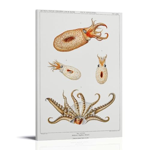 Vintage Bolitaena Octopus Illustration by Carl Chun Canvas Poster�C���e���A�f�U�C���A�A�[�g�v�����g�̑����A�����̐V�����Ƃ̑��蕨�̂��߂̔������|�X�^�[16x24inch(40x60cm) F