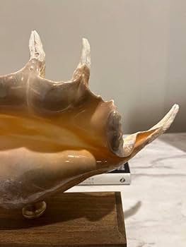 Amazon.co.jp: クモガイ 標本 貝殻 インテリア アート