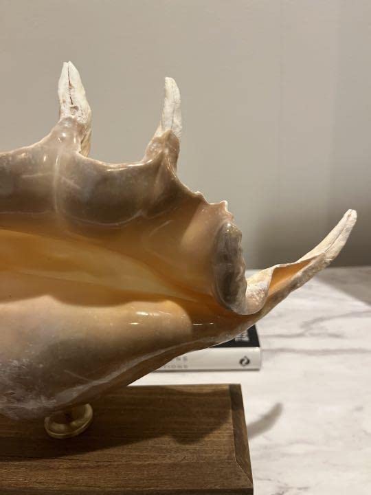 Amazon.co.jp: クモガイ 標本 貝殻 インテリア アート アンティーク 貝