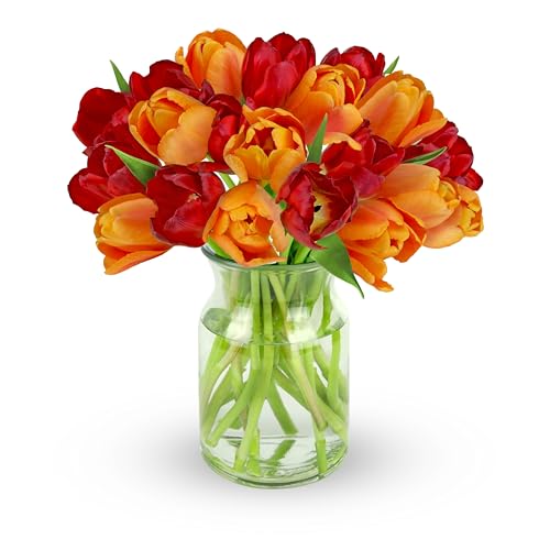 benchmark bouquets - 20 stem seasonal tulips glass vase included - fresh flowers for delivery - gift for graduation birthday anniversary sympathy get well congratulations