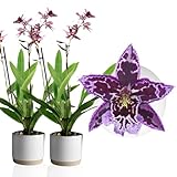 orchidee pflanzenfreunde Anzahl der Triebe: 2 Echte Vuylstekeara Melissa Orchideen, 2 große Zimmerpflanzen aus Holland, 30-40 cm hoch mit Blüten und duftend.(keine künstliche Orchidee, ohne Dünger und Topf, kein Samen und nicht winterhart)