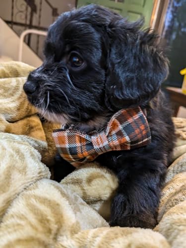 Lionet Paws Halloween Dog Collar with Bowtie - Cute Cotton Adjustable Fall Bowtie Dog Collar with Metal Buckle for Small Medium Large Dog Girl Boy Gift, M, Neck 13.5-22in #4