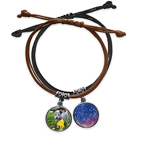 Pulsera de perro ideal para fotografia de mascotas al aire libre