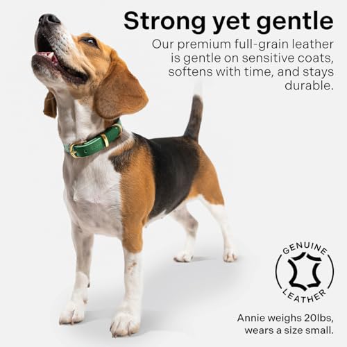Image of Classic Genuine Leather Dog Collar | Dog Collars for Medium Dogs, Small Dogs, Large Dogs & Extra Large Dog | Wide Dog Collar | Heavy Duty Collar | Green (XL: 1.2 inch Wide for 18.5 inch-21 inch Neck)