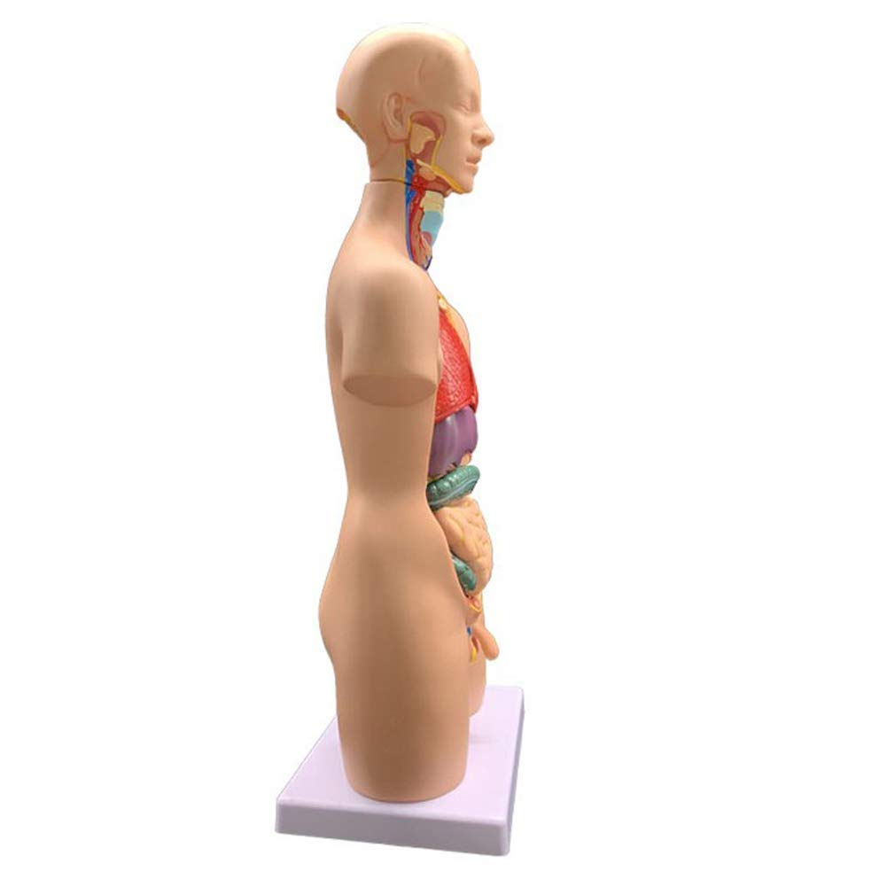 55cm Unisex Cuerpo Humano Torso Médico Anatómico Anatomía Órganos Internos para La Enseñanza, Desmontable 19 Partes