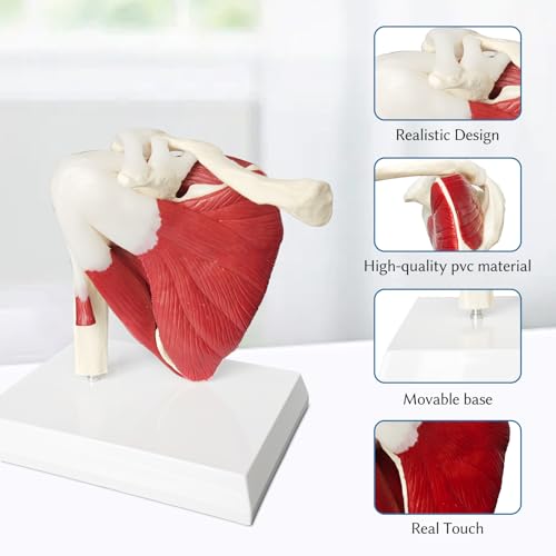 Image of SFXYJ Shoulder Joint Muscled Model, 1:1 Life Size Human Body Right Shoulder Scapula Anatomy Model Joint Bone Ligaments with Removable PVC Base Product Manual for Medical Study Educational Training