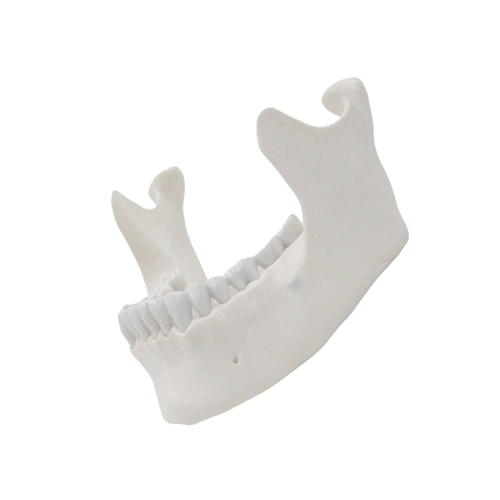 1:1 Lower Jaw Model Medicals Teaching Tool Mandible Anatomy Inferior Maxilla Anatomical Tool for School Teaching