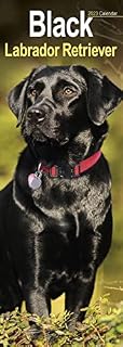 Black Labrador Retriever Slim Calendar 2023 | Dog Breed Slimline Calendar | 12 Month | with Free Organisational Stickers