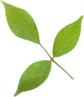 Fresh Bel Patra, 25g