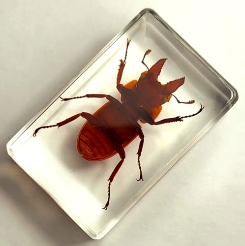 Image of 44mm Real Golden Stag Beetle in Crystal Clear Lucite Resin Specimen Preserved Insect Bugs Taxidermy Crafts Collection for Biology Science Education & Desk Ornament Display Supplies Small Paperweight