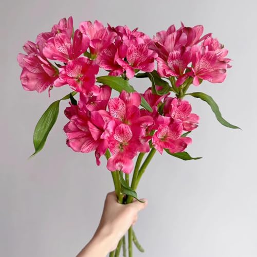 semillas de plantas de alstroemeria plantas exóticas resistentes, semillas variedades antiguas semillas de alstroemeria semillas de flores silvestres, semillas de lecho elevado plantas 550pcs