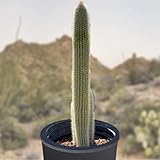Cactus Outlet - Cactus Plants Live, Live Plants Outdoor & IndoorUse, Live Cactus, Silver Torch