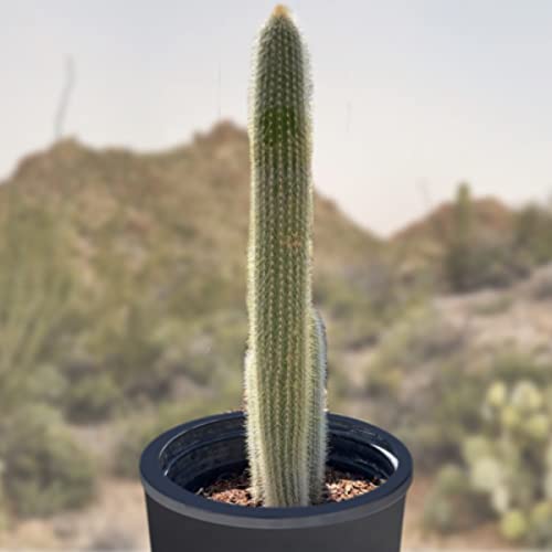 Cactus Outlet - Cactus Plants Live, Live Plants Outdoor &