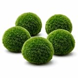 Mooskugeln Aquarium – Marimo Algenbälle für Garnelen & Fische – Natürliche Aquarium Pflanze – Pflegeleichte Aquarium Dekoration für Süßwasser Aquarien 5 Stück (3-4 cm)