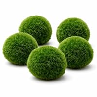 Mooskugeln Aquarium – Marimo Algenbälle für Garnelen & Fische – Natürliche Aquarium Pflanze – Pflegeleichte Aquarium Dekoration für Süßwasser Aquarien 5 Stück (3-4 cm)