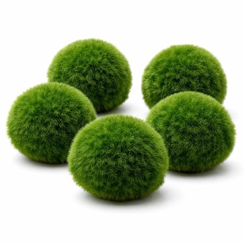 Mooskugeln Aquarium – Marimo Algenbälle für Garnelen & Fische – Natürliche Aquarium Pflanze – Pflegeleichte Aquarium Dekoration für Süßwasser Aquarien 5 Stück (3-4 cm)