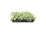 Variegated Asiatic Jasmine Minima | 40 Live Plants | Easy-Grow Ground Cover | Lush, Trailing Green and White Foliage | Perfect for Gardens and Landscape Borders | Hardy Evergreen Plant