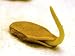 *RARE* GIANT APPLE GOURD *15 SEEDS *E-Z* #1182*