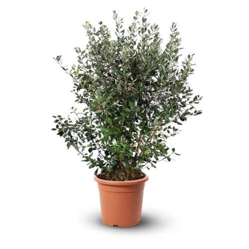 Attitude Jardin - Feijoa sellowiana - arbuste persistant - 110-120 cm - ⌀ 24 cm - plante d'extérieur