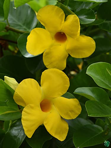 Mandevilla ‘Sunny’ Live Plants (5-9') - Pack of 2 (Two) - Rare Yellow Rocktrumpet Vine - Tropical Dipladenia - Heat Tolerant Hanging Basket - Fast Growing Outdoor Patio Climber - Hummingbird Magnet