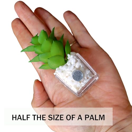 Imanes Decorativos de Plantas Suculentas MIUPOO Set de 4 miniatura 5