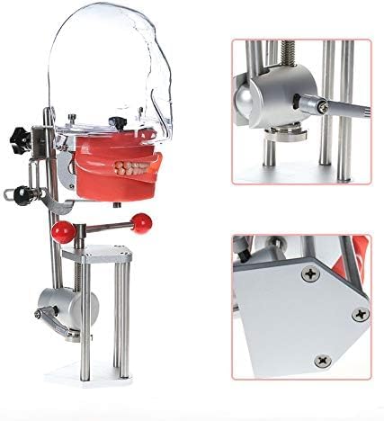 Miniatura 5 de Modelo de cabeza simple de EE. UU. Simulador dental Manikin Phantom con dientes Modelo de cabeza fantasma dental con soporte de banco para