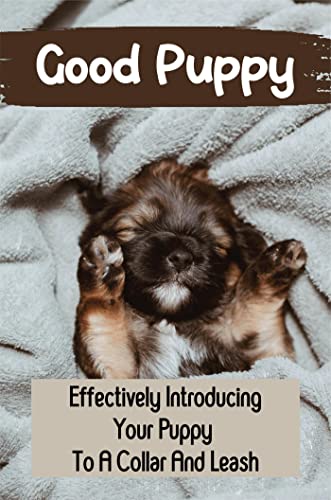 How Do You Introduce A Puppy To A Collar