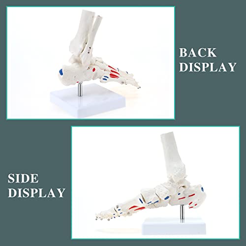 Image of RONTEN Life Size Flexible Foot Skeleton with Ankle Joint Model, Medical Anatomy Foot Skeleton Model Muscle Origins and insertions are Color-Coded(Right)