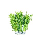 Bacopa Monnieri (3-Count) — Live Freshwater Aquarium Stem Plant | Hardy, Versatile, Fast-Growing Aquatic Plant for All Tank Levels
