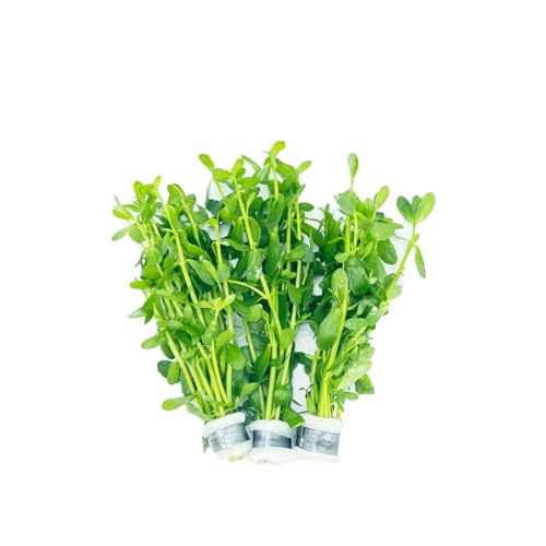 Bacopa Monnieri (3-Count) — Live Freshwater Aquarium Stem Plant | Hardy, Versatile, Fast-Growing Aquatic Plant for All Tank Levels