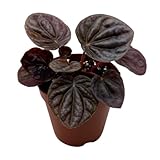 BubbleBlooms Red Peperomia caperata, Red Emerald Ripple, Frost, Platinum, in a 2 inch Pot Tiny Mini Pixie Plant