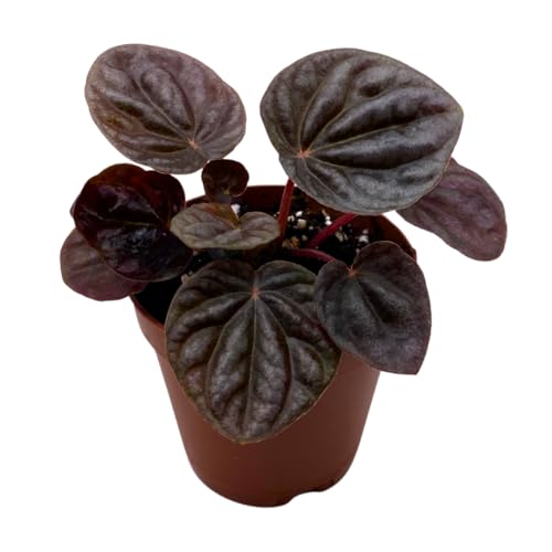 BubbleBlooms Red Peperomia caperata, Red Emerald Ripple, Frost, Platinum, in