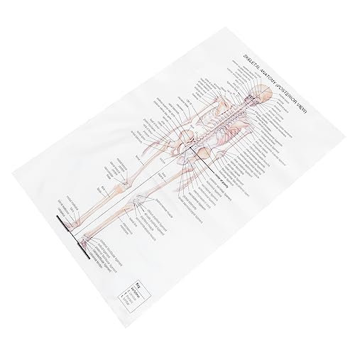 Cabilock Skeleton Human Anatomy Poster Creative Decorative Chart for Office Study Theme Meaningful present for Medical Enthusiasts