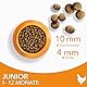 IAMS Junior Katzenfutter trocken mit Huhn - Trockenfutter für Kitten im Alter von 1-12 Monaten, 1,5 kg
