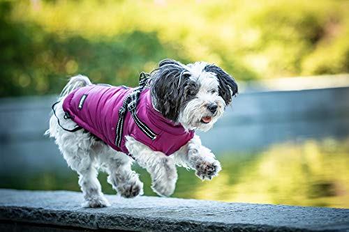 CHIARA Winterjacke mit Geschirr Modell MAX Größe S (Material: 100% Polyester, Hundewinterjacke mit integriertem Fleece-Futter, Step-in, anpassbare Länge, maschinenwaschbar), Farbe: Violett