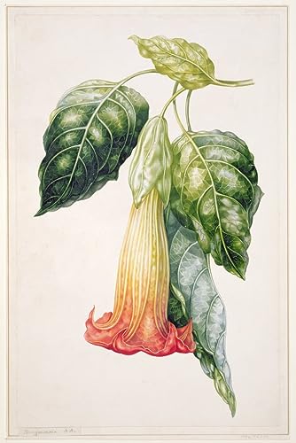 Poster Équateur Datura Rosei Augusta Innes Withers 58x90 cm art mural
