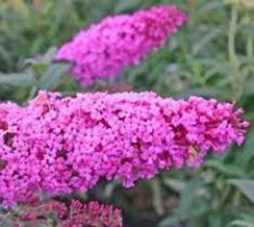 Pink Delight Butterfly Bush - Live Plant - (2.5 QT)