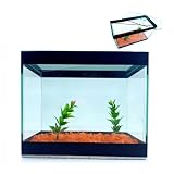 Aquário Invisivel Para 2 Peixes Betta Beteira Decorado Duplo
