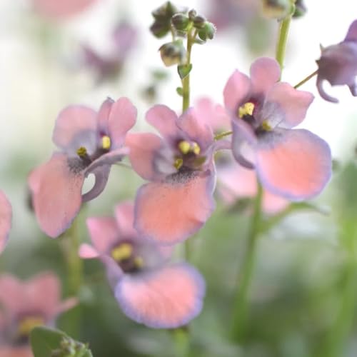 elfensporn - balkon kübelpflanzen stauden elfensporn wiesenblumen winterharte für balkon blumensamen wildblumensamen exotische 50samen