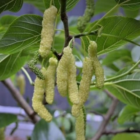 Thai All time Rare sweet white mulberry healthy live plant, pack of 1, Fruit within 6 months-image-18