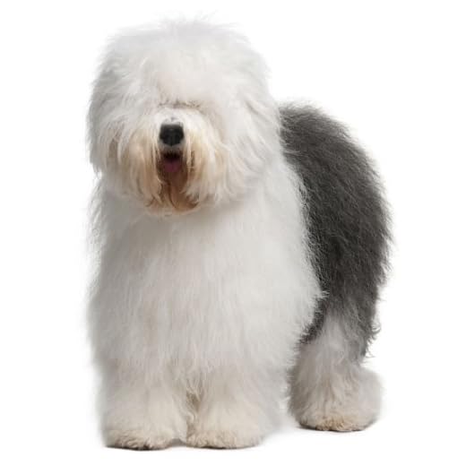 Old English Sheepdog ~ Dog Breed ~ Edible Cake / Cupcake Topper