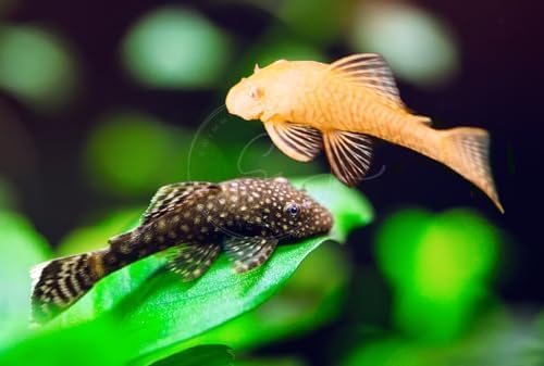 Swimming Creatures Freshwater Fish Collection - Snowflake & Albino Pleco