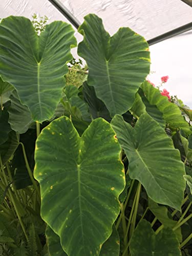 3 Elephant Ears Bulbs- #TOP2