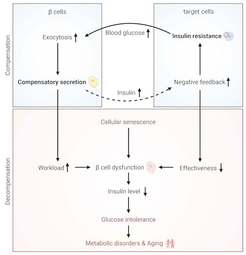 Interorgan Insights: Insulin and the Secret to Healthier Aging