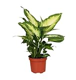 Dieffenbachia | ca. 40-50 cm | Ø 12-15 cm Topf | Pflegeleichte Zimmerpflanzen für Wohnung und Büro | Qualität vom Pflanzen Profi | Ideale Raumbegrünung