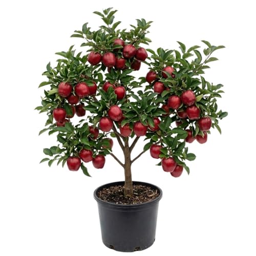 Red Apple Trees Live Plants 3-4 Feet Tall Sweet Apple Fruit Plants Live 3 Gallon Pot Hardy Fruit Trees for Planting No Ship to CA